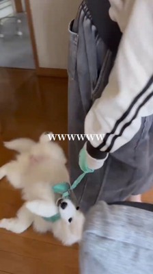 家族に視線を向けながら部屋の中を滑っていく犬