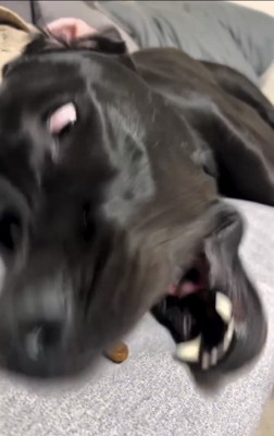 寝たまま口を開ける犬