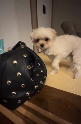 ママを見るすずめちゃん