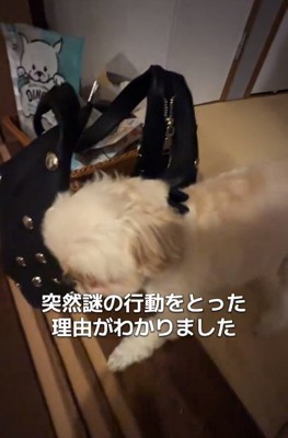 怒るすずめちゃん