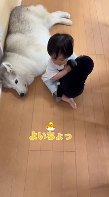 犬の隣に腰を下ろす男の子