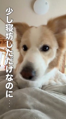 ベッドで寝ている飼い主の顔をのぞき込むボーダーコリー