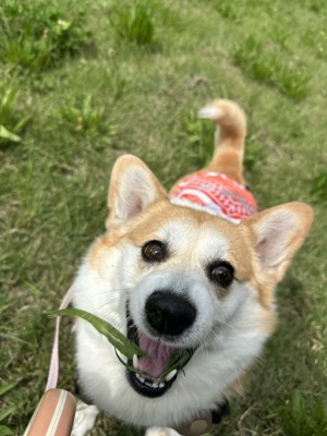ニコニコ