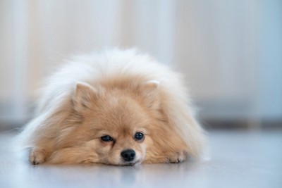 床に伏せる犬