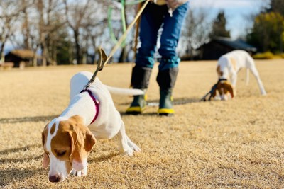 匂い嗅ぎをする2頭の犬
