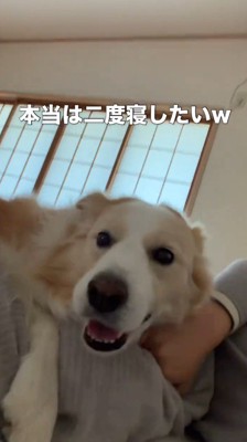 飼い主の上に乗ってカメラを見つめるボーダーコリー