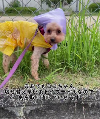 渋々クンクン活動へ