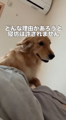 飼い主の上に乗るゴールデンレトリバー