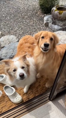 縁側に座って飼い主を見つめる2頭の犬