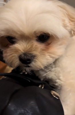眠たいすずめちゃん
