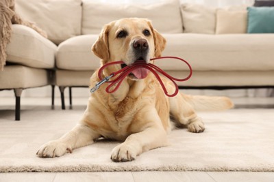 リードを咥えている犬