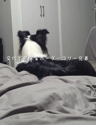 ドアを見つめる白黒模様の犬