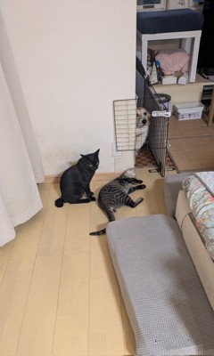現行犯逮捕