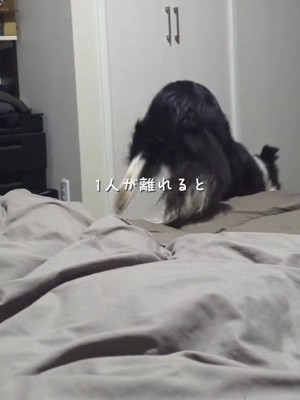 ベッドから降りる白黒模様の犬