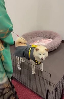 「ちゃんとやり遂げたよ」