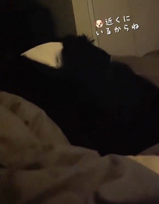 ベッドで眠っている飼い主の隣に寝そべる白黒模様の犬