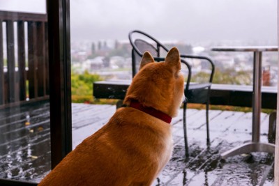 濡れたウッドデッキを見る犬