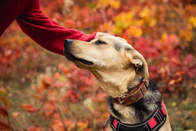 犬を褒める飼い主