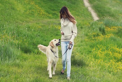 飼い主の女性について歩くゴールデン