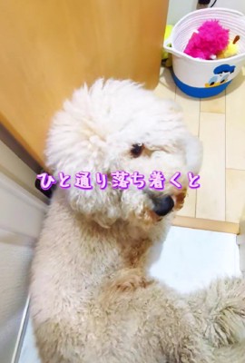 ラキちゃんがリラックスモードに♡