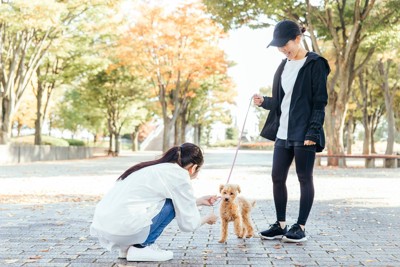 二人と茶のトイプードル