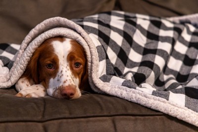 ソファの上で眠そうな犬