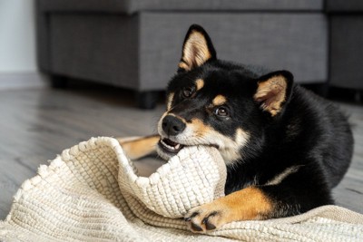 カーペットを噛む犬