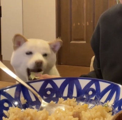 キャベツを食べる犬