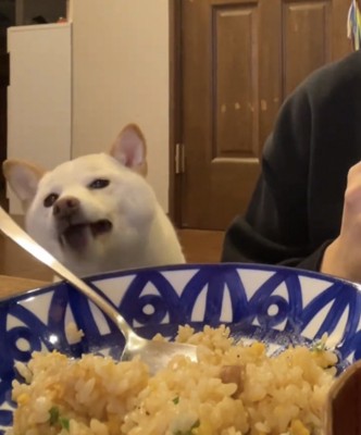 食卓を見つめる犬