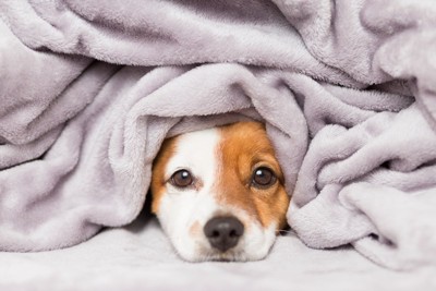 毛布をかぶる犬