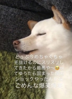 目を閉じる犬