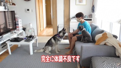 頭痛と腰痛が辛い飼い主さん