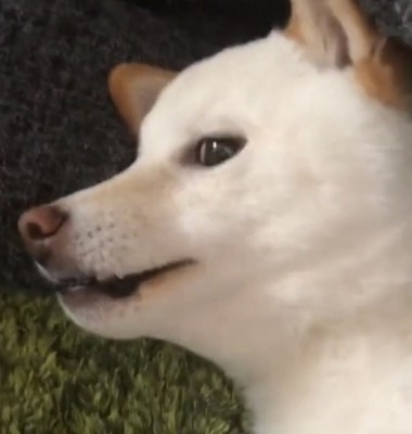真顔になる犬