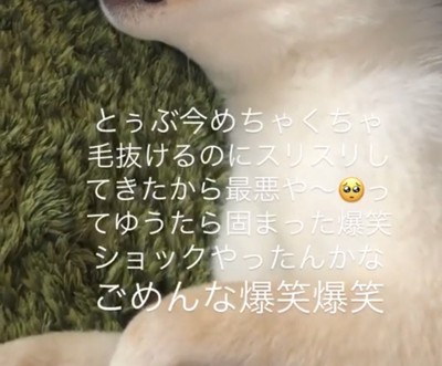 横になる犬