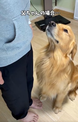お父さんを見るアルトくん