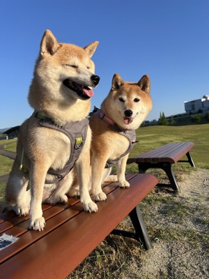 お散歩