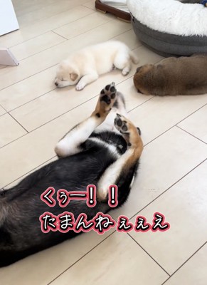 ヘソ天ではしゃぐ犬