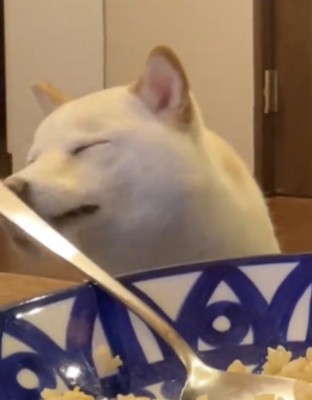 満足そうな犬