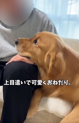 おねだりするアルトくん