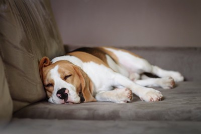 ソファで眠る犬