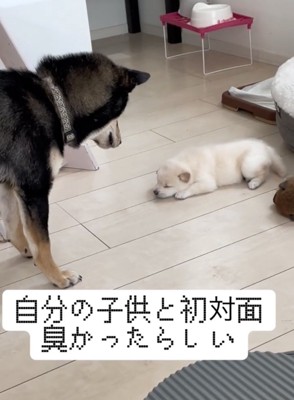 子犬を見つめる犬