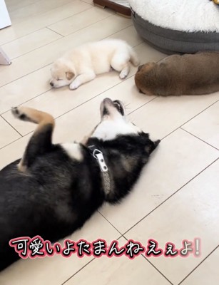 手足をバタつかせる犬