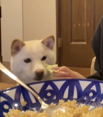 キャベツに近づく犬