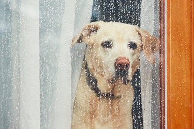 雨の日に外を眺める犬