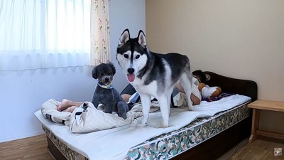 2匹もベッドの上へ