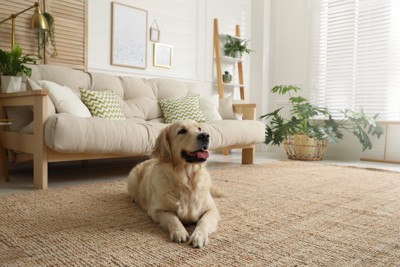 カーペットでくつろぐ犬