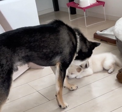 再び子犬を確認する犬