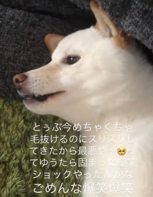 遠くを見る犬