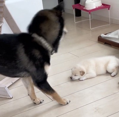 のけぞる犬