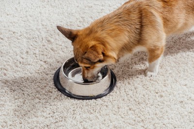食器から水を飲んでいる犬